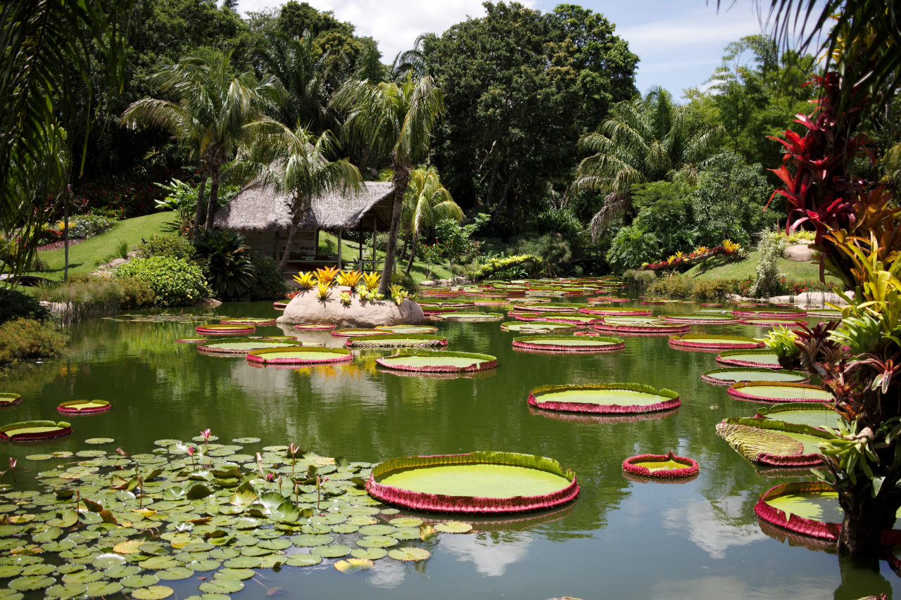 A serene pond in a lush tropical garden filled with giant water lilies that have distinct raised pink edges, surrounded by palm trees and dense greenery including a small hut with a thatched roof in the background.