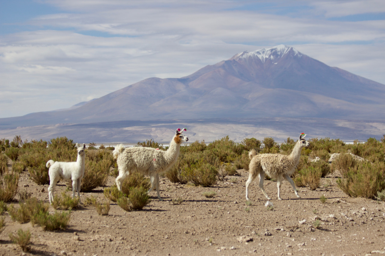 Three llamas standing in a dry, scrubby landscape; one is a smaller white calf while the two larger adults have colorful tufts dyed onto their wool, all facing right toward a massive snow-capped volcano rising in the distance under a blue sky with wispy clouds.