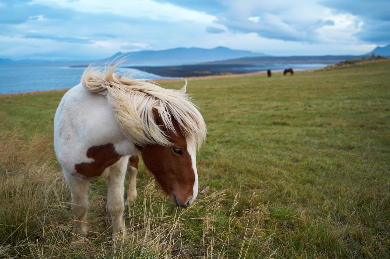 An Icelandic horse with a shaggy blonde mane blowing in the wind and white fur marked with brown patches grazes on tall grass in the foreground; further up the green hill near the water's edge, two other dark horses are visible under an overcast sky.